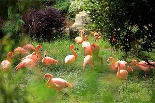 昆明植物园爆料案件最新,惊现神秘涉案者，真相即将揭晓  第1张